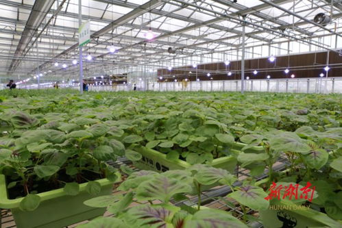 省農業農村廳落實防災減災預案 確保鮮活農產品穩定供應