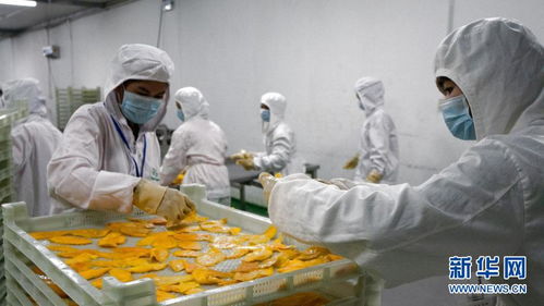 小芒果里的“大商機(jī)” 中國(guó)為柬埔寨農(nóng)產(chǎn)品出口開(kāi)辟?gòu)V闊新天地