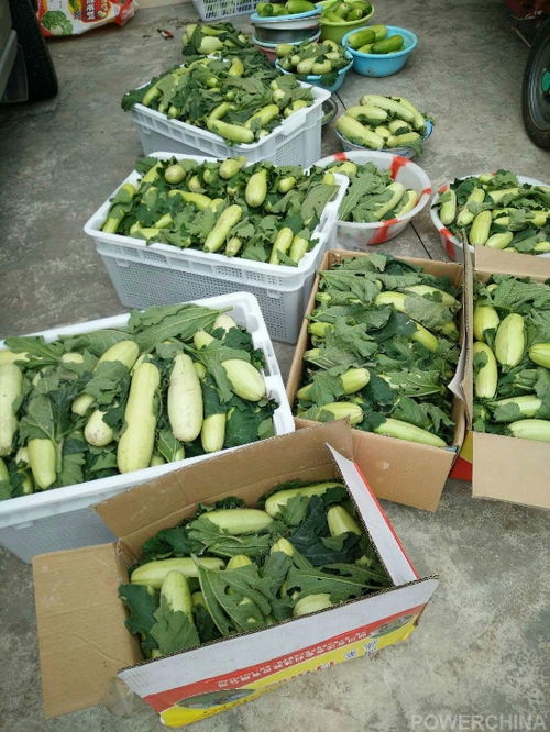 洪雅農(nóng)旅康養(yǎng)項(xiàng)目喜迎首季大豐收，生態(tài)農(nóng)園產(chǎn)業(yè)園奏響鄉(xiāng)村振興新樂(lè)章